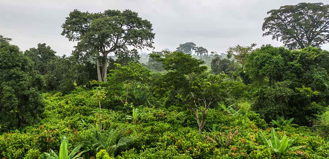 A forest reserve in Ghana